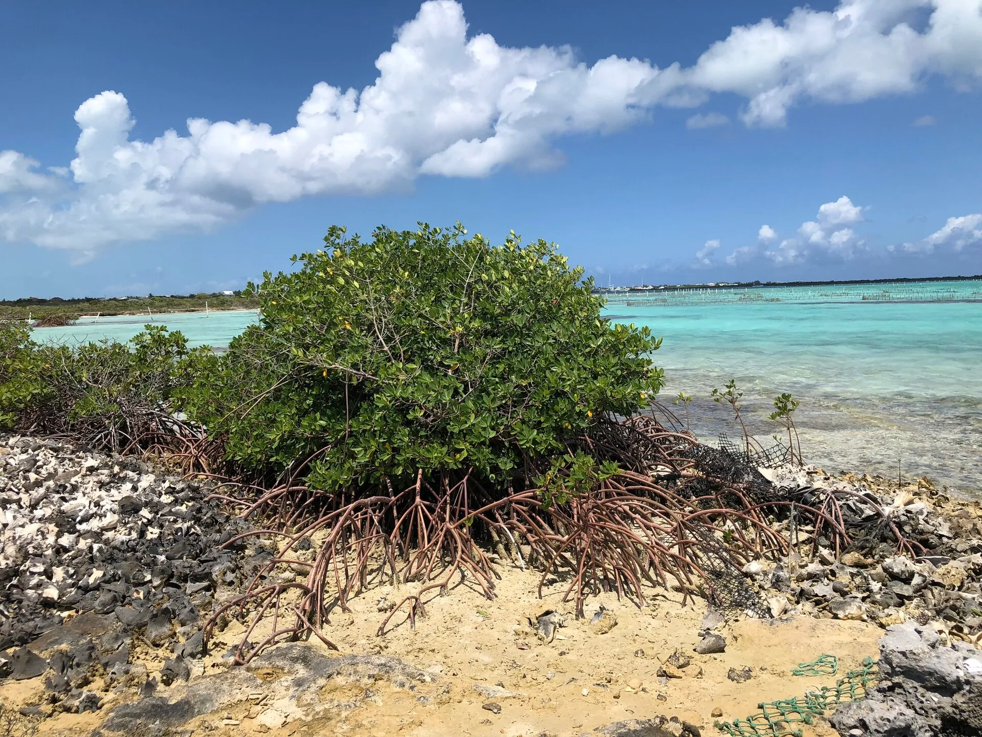 Manglar del Caribe (Turcas y Caicos)