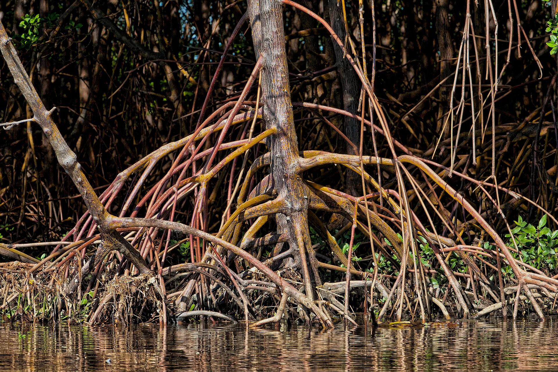 Detalle de raíces de manglar